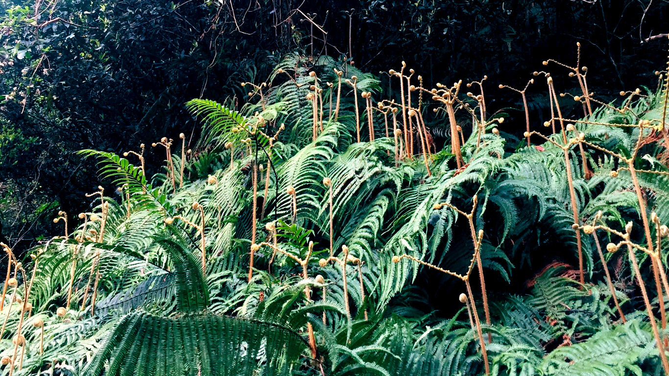 You will never find FAIRIES if you do not look for them